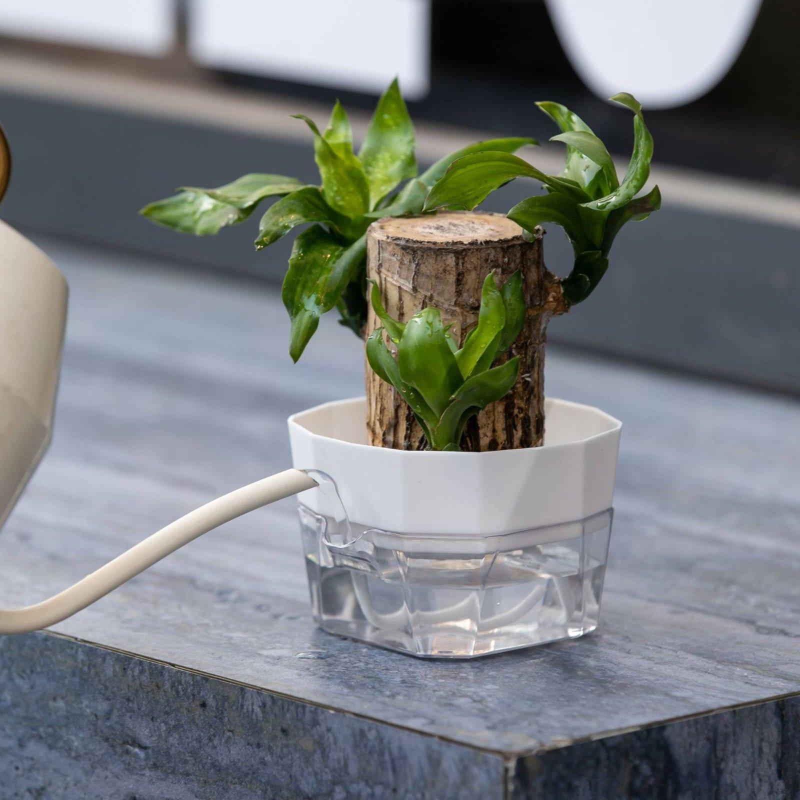 Hydroponic Vase Two Layer Self - Pet Supplies Usa recension och pris